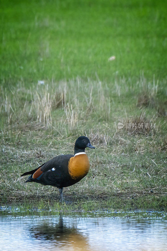 澳大利亚贝壳鸭(Tadorna tadornoides)